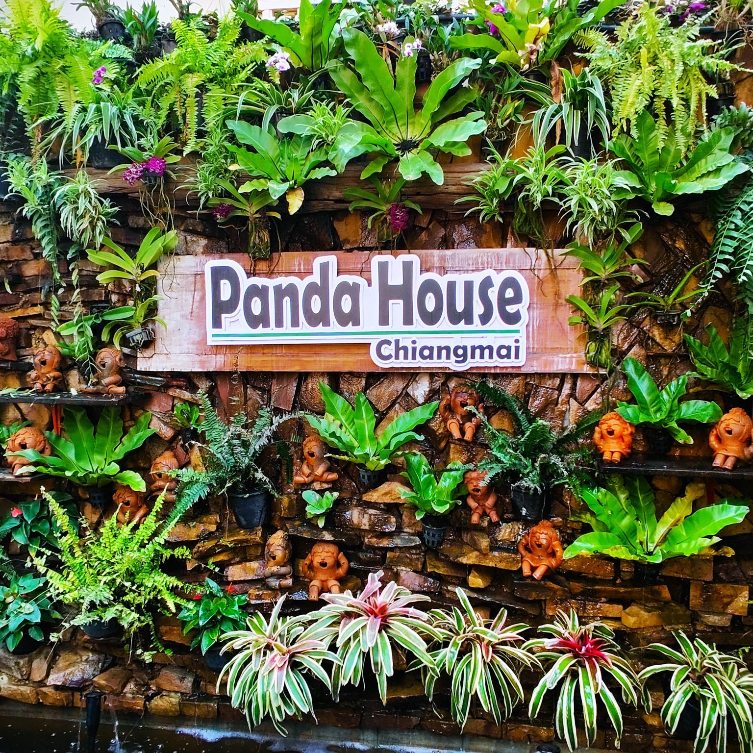 Panda House Chiangmai